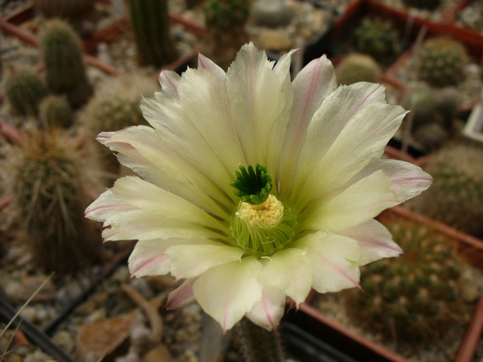 echinocereus(wilcoxia)_waldeisii - genul Echinocereus