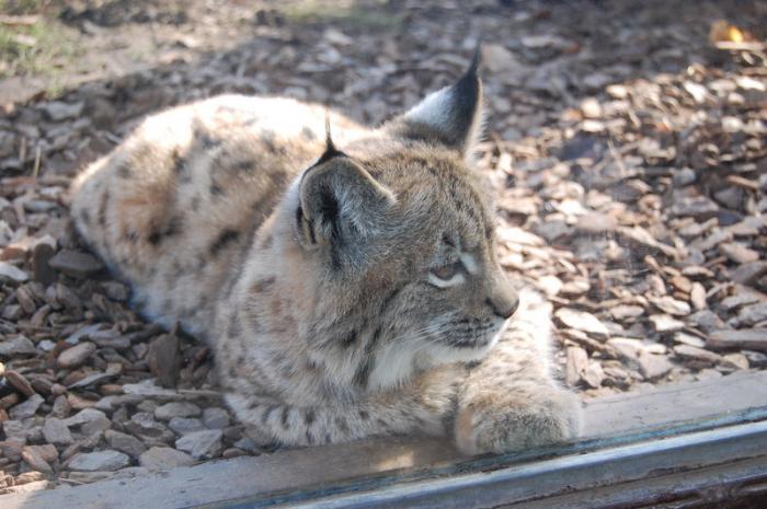 DSC_0083 - zoo amneville