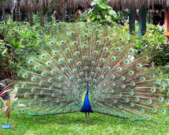 paun-peacock-paon-pfau-pavone- 1