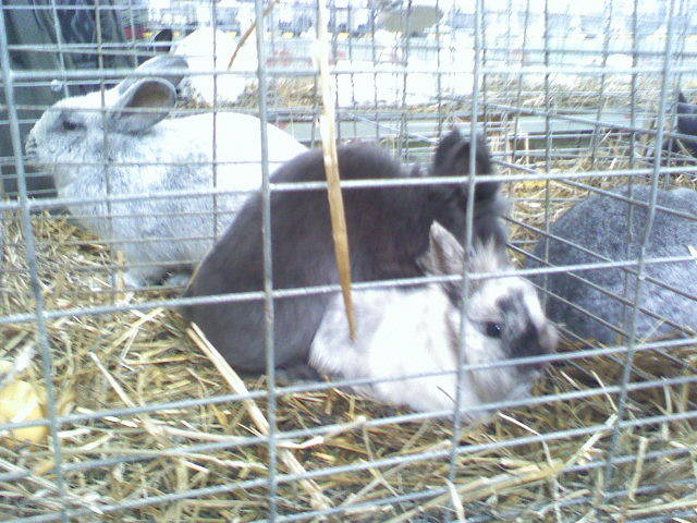 Copy of 021509100118 - Expo Tg Secuiesc 15 02 09