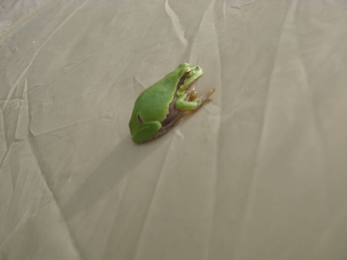 IMG_3454 - salcim I si II 2009