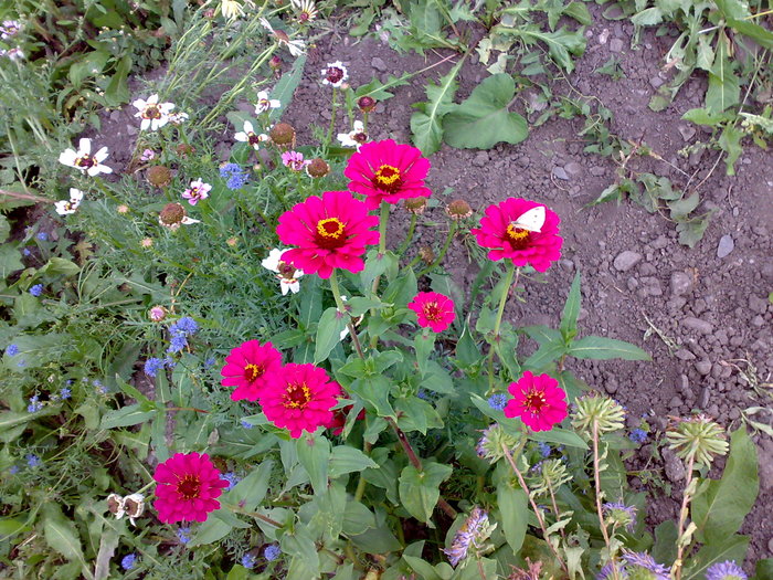 circiumarese - Florile din gradina mea - 2009