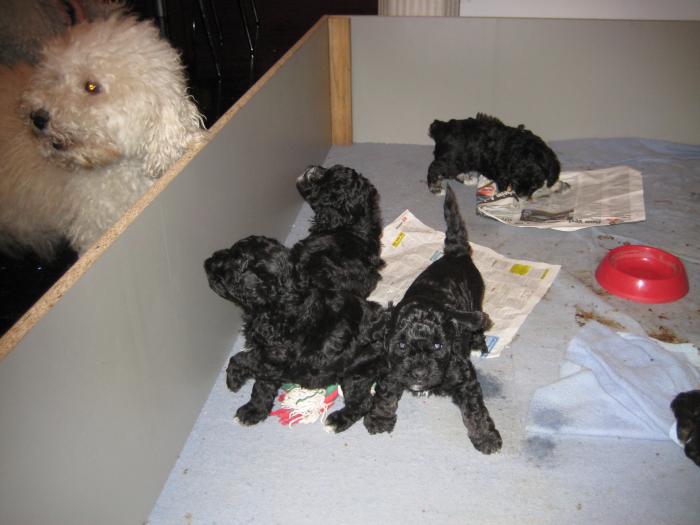 Dupa 33 zile - Cateii