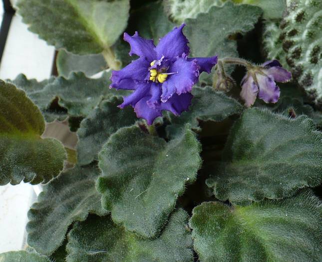 Ozio sport - Saintpaulia - violete de camera