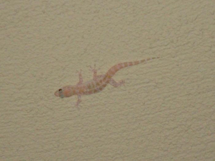 poze grecia si alex 2008 173 - Animale si Insecte