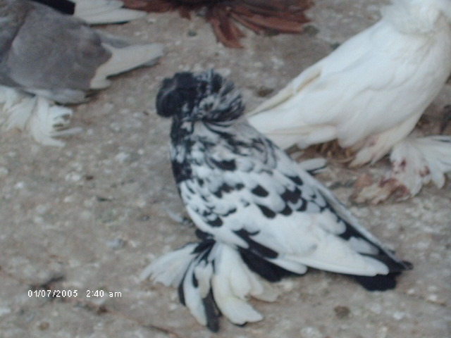 femela 08 - 7-tobosari de buhara-2010