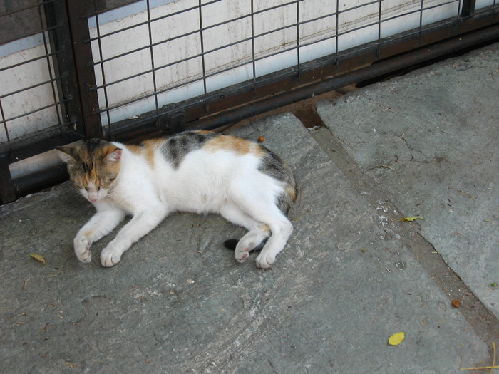 IMG_5045 - Skiathos