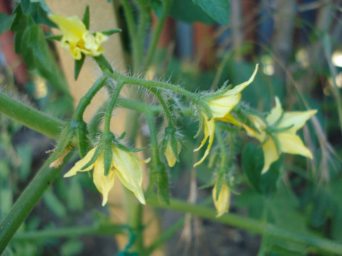 Tomato Cerise (2009, June 13) - Tomato Cerise