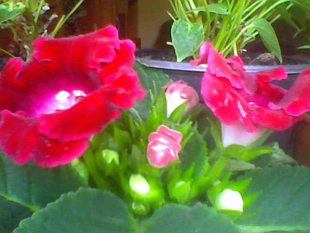 Picture 008 - florile mele