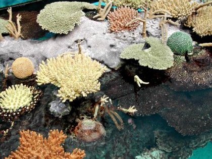 Oceanariu-Lisabona1 - Colectie de corali