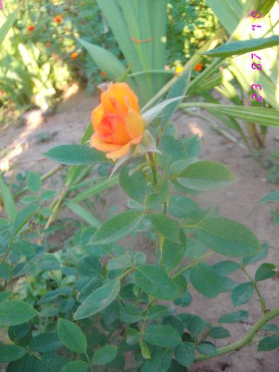 portocaliu tiritor - Trandafiri