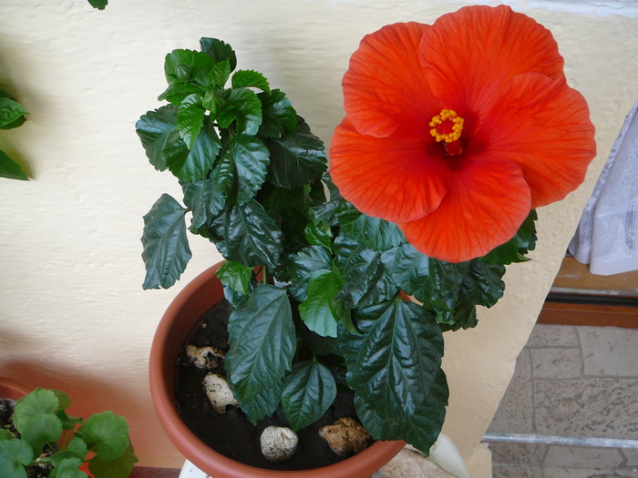 Picture 079; hibiscus
