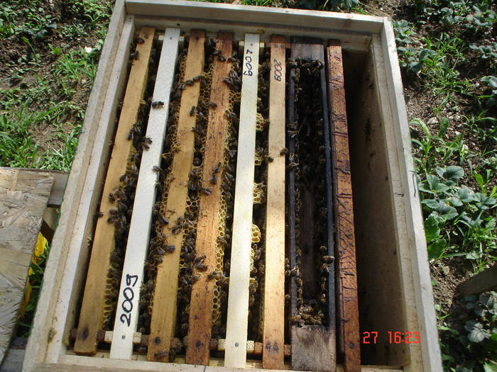 DSC05913 - albine alte noutati