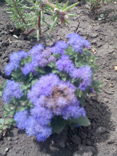 pufuleti; Ageratum houstonianum F1
Au 10 cm inaltime si o gramada de flori!
