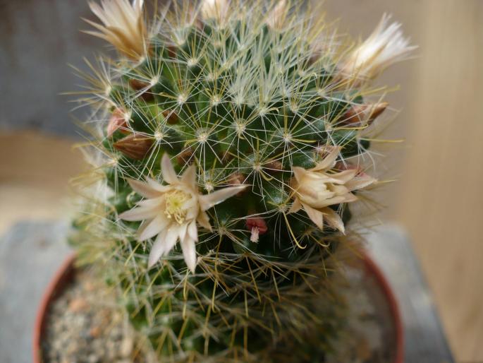 P1010093 - Cactusi 2008