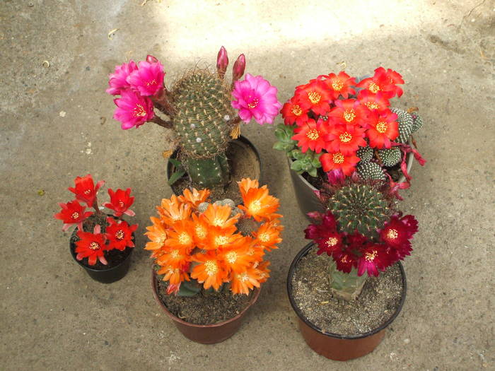 grup plante