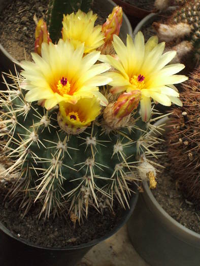 Notocactus submammulossus - colectia mea de cactusi