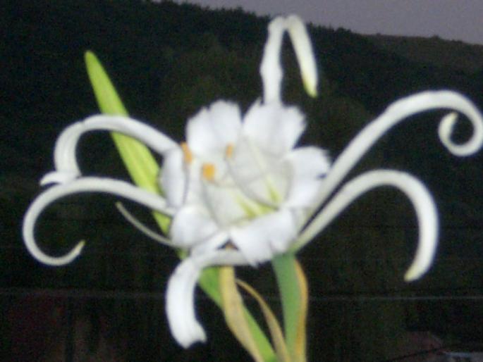 ismana