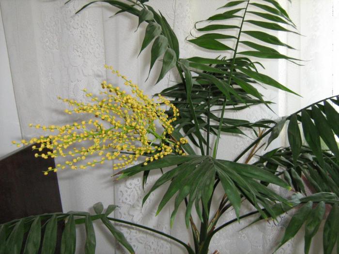 Chamaedorea elegans - Plante exotice in 2008