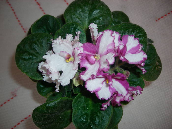 Violete de Parma