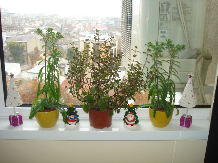 KALANCHOE
