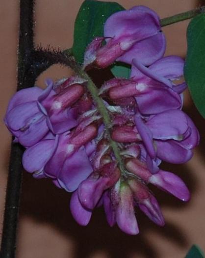 Robinia pseudoacacia - salcam