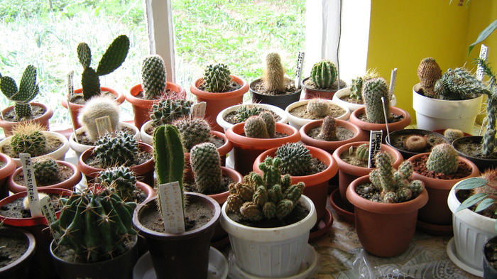 Picture 105 - cactusii mei