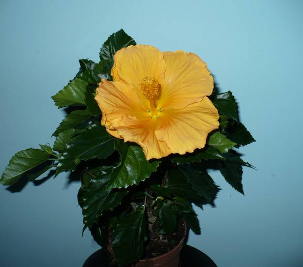 P1120216