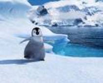 happy feet (11) - happy feet