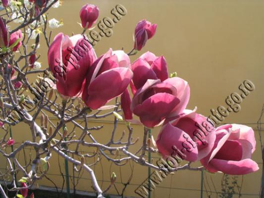 magnolia2 - Flori gradina