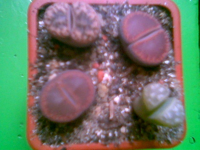 Lithopsi 19.Sep.2009 - Lithops 2009