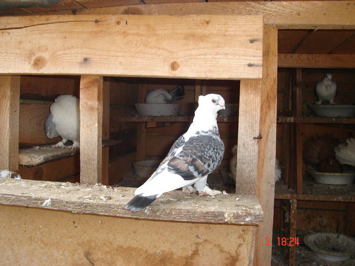 59 - C Porumbei Blueti si Satineti Vechi