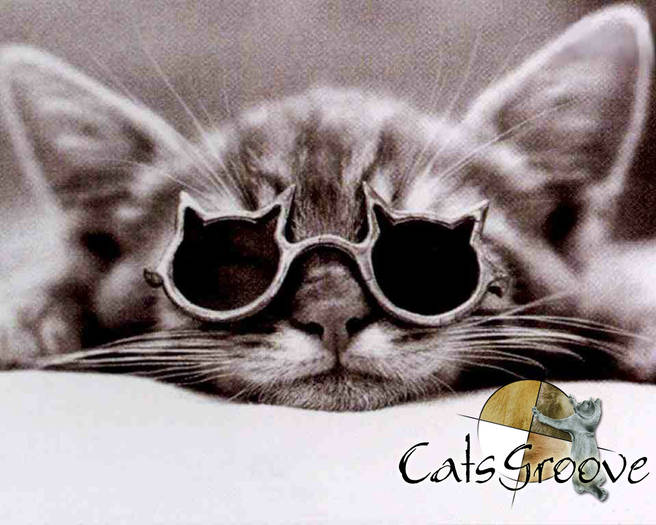 cats funnys 24 - Concurs CATS FAUNNY 1