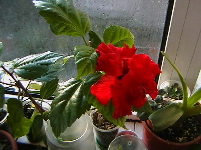 10.02 - hibiscus 2009