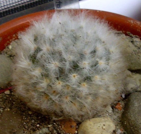 Mammillaria bocasana v. multilanata - Mammillaria