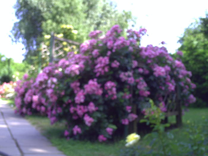 PICT0152 - EXCURSIE  in DELTA