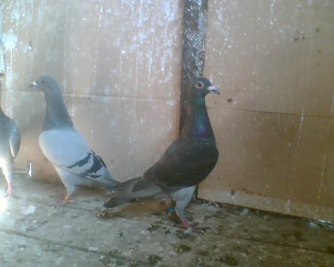 da - porumbei voiajori