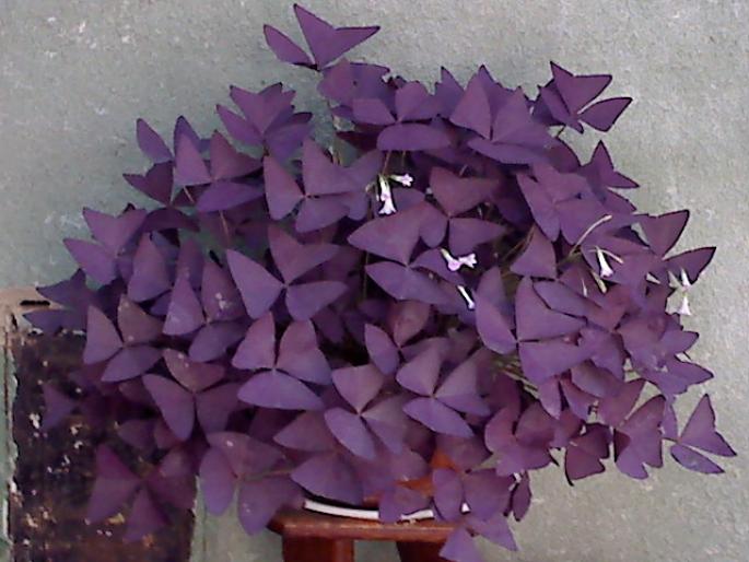 OXALIS