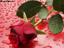Trandafir rosu - FlOrI fRuMoAsE