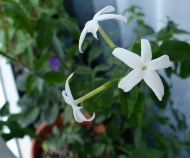 P1070889 - Iasomie de camera - Jasminum