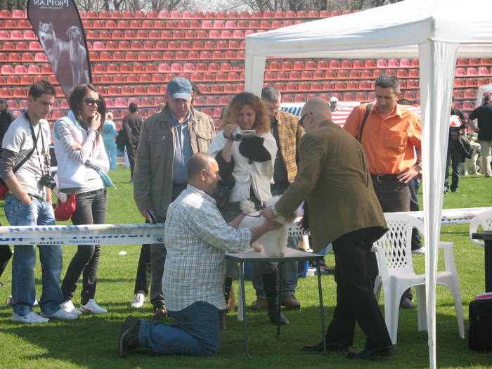 IMG_4818 - bichon frise