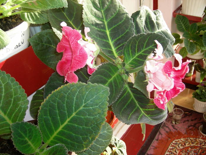Gloxinie roz pintenata