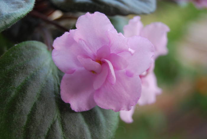 Beatrice Trail; (E. Fisher) Single deep pink. Dark foliage. Standard trailer
