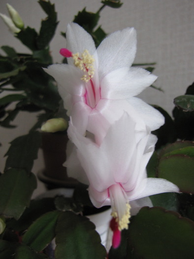 Schlumbergera 24 oct 2009 (2)