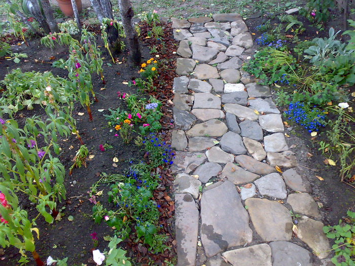 cararea mea - Florile din gradina mea - 2009