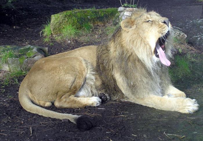 Bristol_zoo_lion_yawns_arp - natura