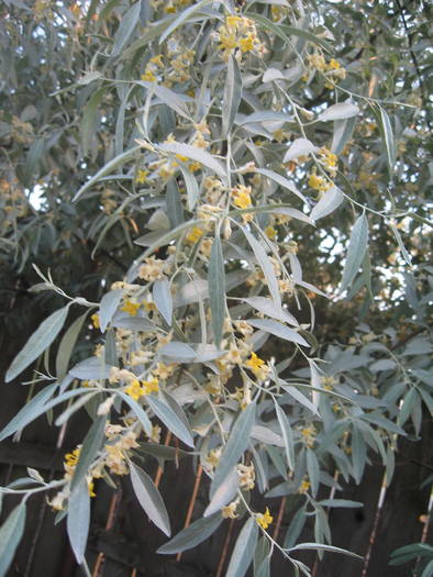 floare de malin
