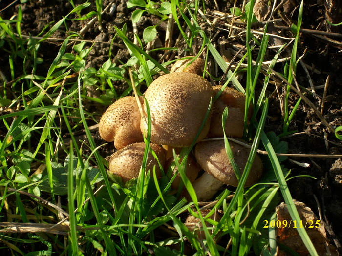 DSCI3022 - bureti si ciuperci