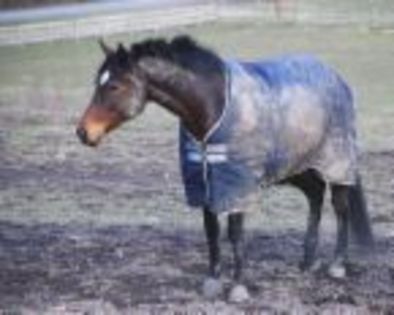 un cal cu hainuta - My riding stables