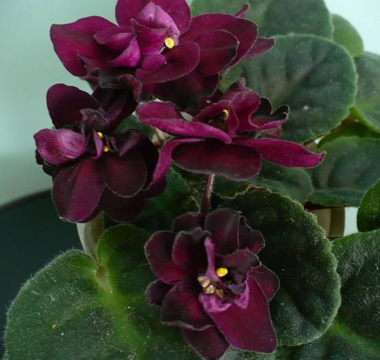 Vampire 's Kiss - Saintpaulia - violete de camera